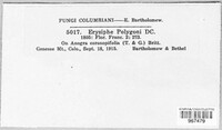 Erysiphe polygoni image
